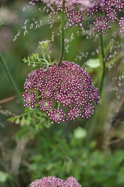 purple queen anne's lace