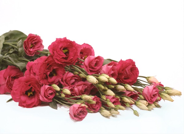 Lisianthus Red Rosita - Lisianthus Flowers Fillers - Flowers by category | Sierra Flower Finder