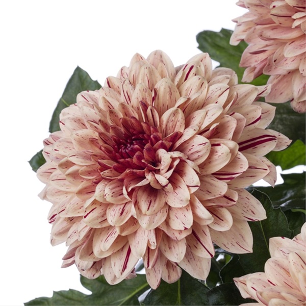 Spray Chrys Cushion Pip Salmon - Spray (Pompoms) - Chrysanthemum