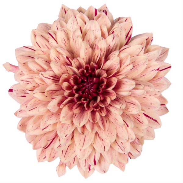 Spray Chrys Cushion Pip Salmon - Spray (Pompoms) - Chrysanthemum