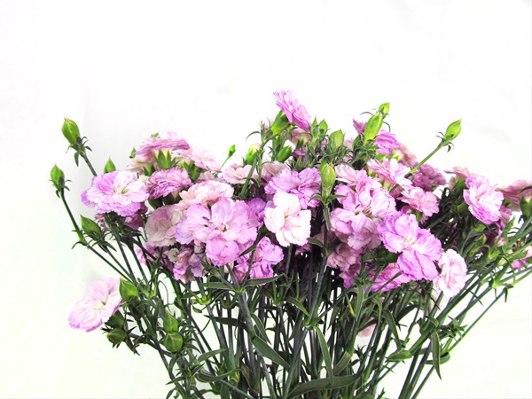 Dianthus Raffine Lola - Dianthus - Flowers And Fillers - Flowers By 