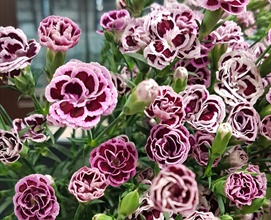 Dianthus Raffine Milou - Dianthus - Flowers and Fillers - Flowers by  category