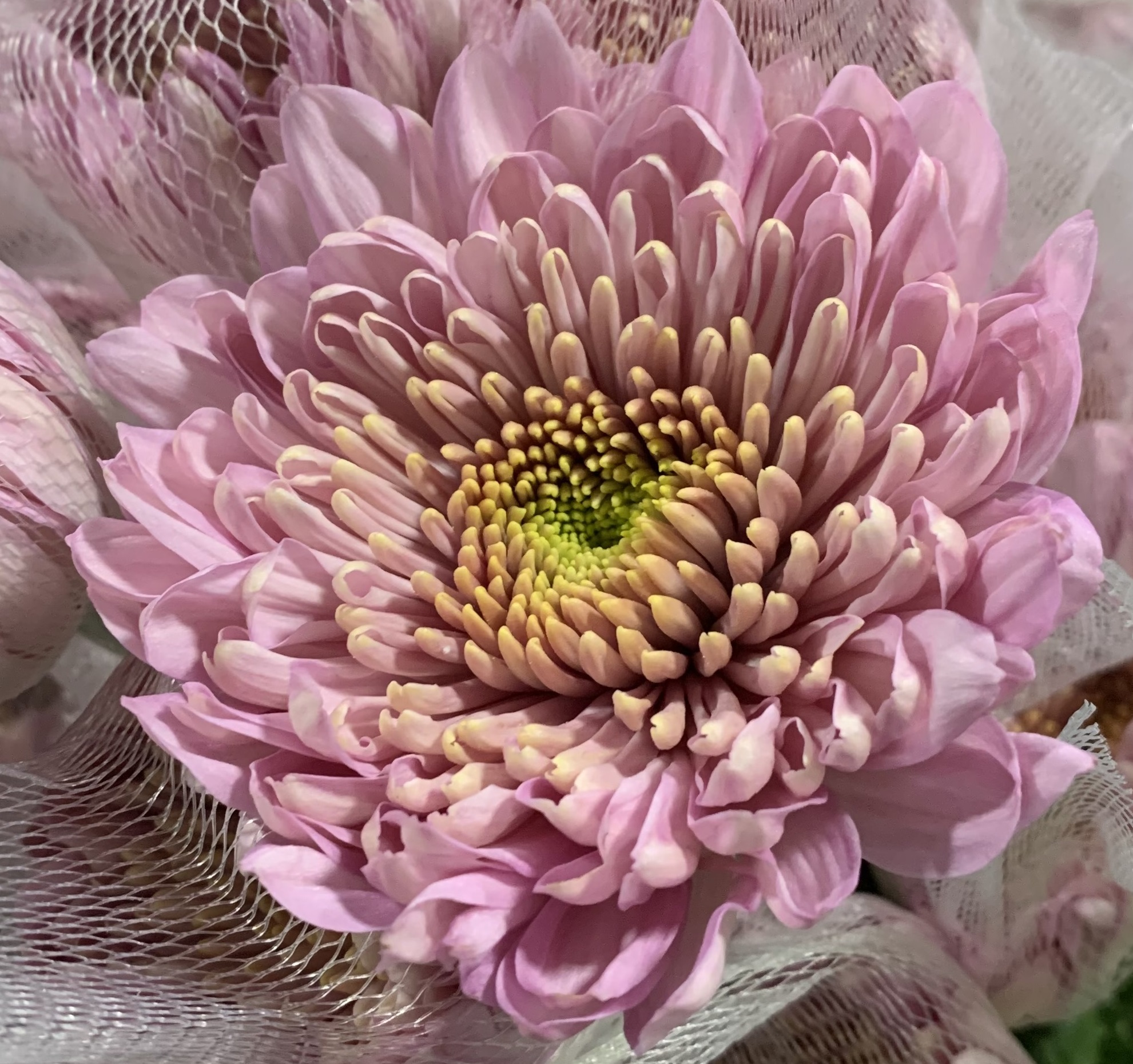 Chrysanthemum Disbud White Magnum – Frans Flowers