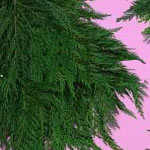 Cedar B.C. - B.C Greens - Greens, Foliages And Branches - Flowers By ...