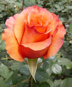 Milva Rose