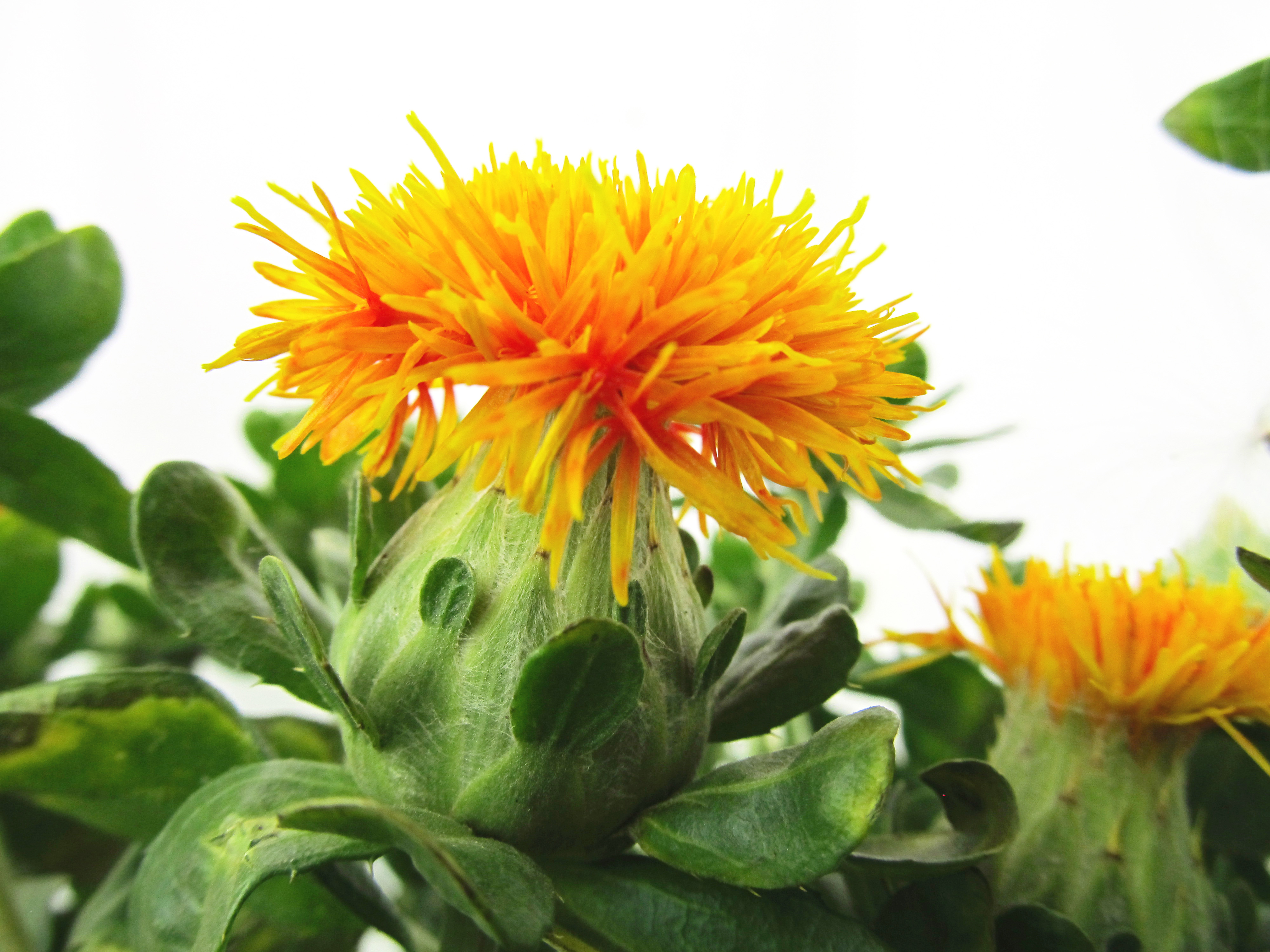 Safflower (Carthamus) - Orange