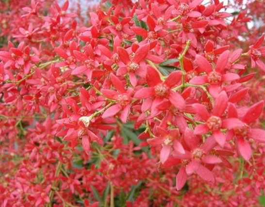 christmas bush christmas bush flowers and fillers christmas bush christmas bush flowers and fillers