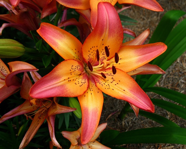 Lily L.a. Royal Sunset - L.a. Hybrids - Lilies - Flowers By Category 