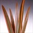 Flax Sundowner - Australia/New Zealand Foliages - Greens, Foliages And ...