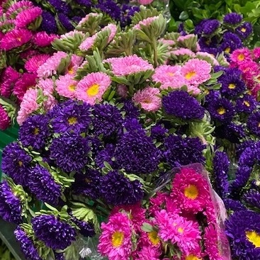 Aster Matsumoto Assorted Mix - Novelty asters - Asters - Flowers by category | Sierra Flower