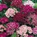 Dianthus "Sweet Wiliam"
