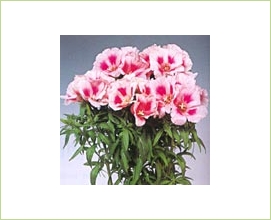 Godetia Flowers on Pink   Godetia   Fleurs   Fleurs Par Cat  Gorie   Sierra Flower Finder