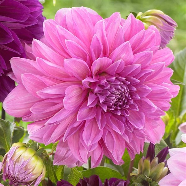 Dahlia Karma Lagoon - Dahlia - Flowers And Fillers - Flowers By 