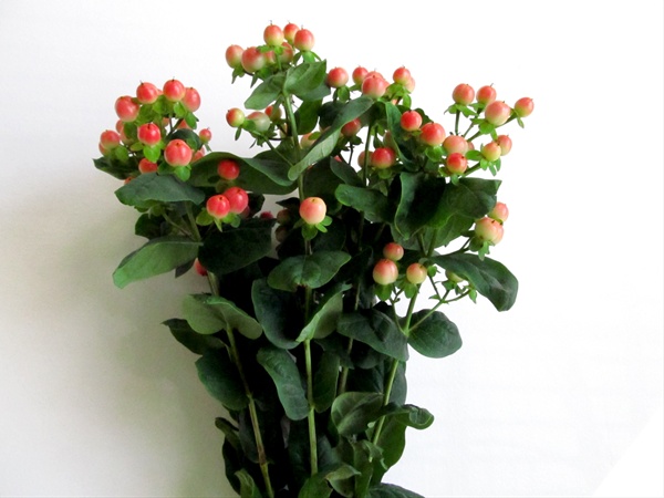 Hypericum Magical Pink - Hypericum - Flowers and Fillers - Flowers by  category