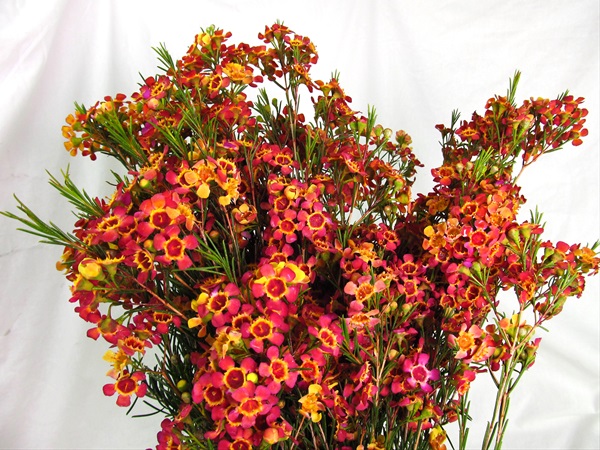 orange wax flower bouquet