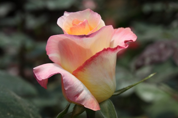 Okie Dokie - Standard Rose - Roses - Flowers by category ...