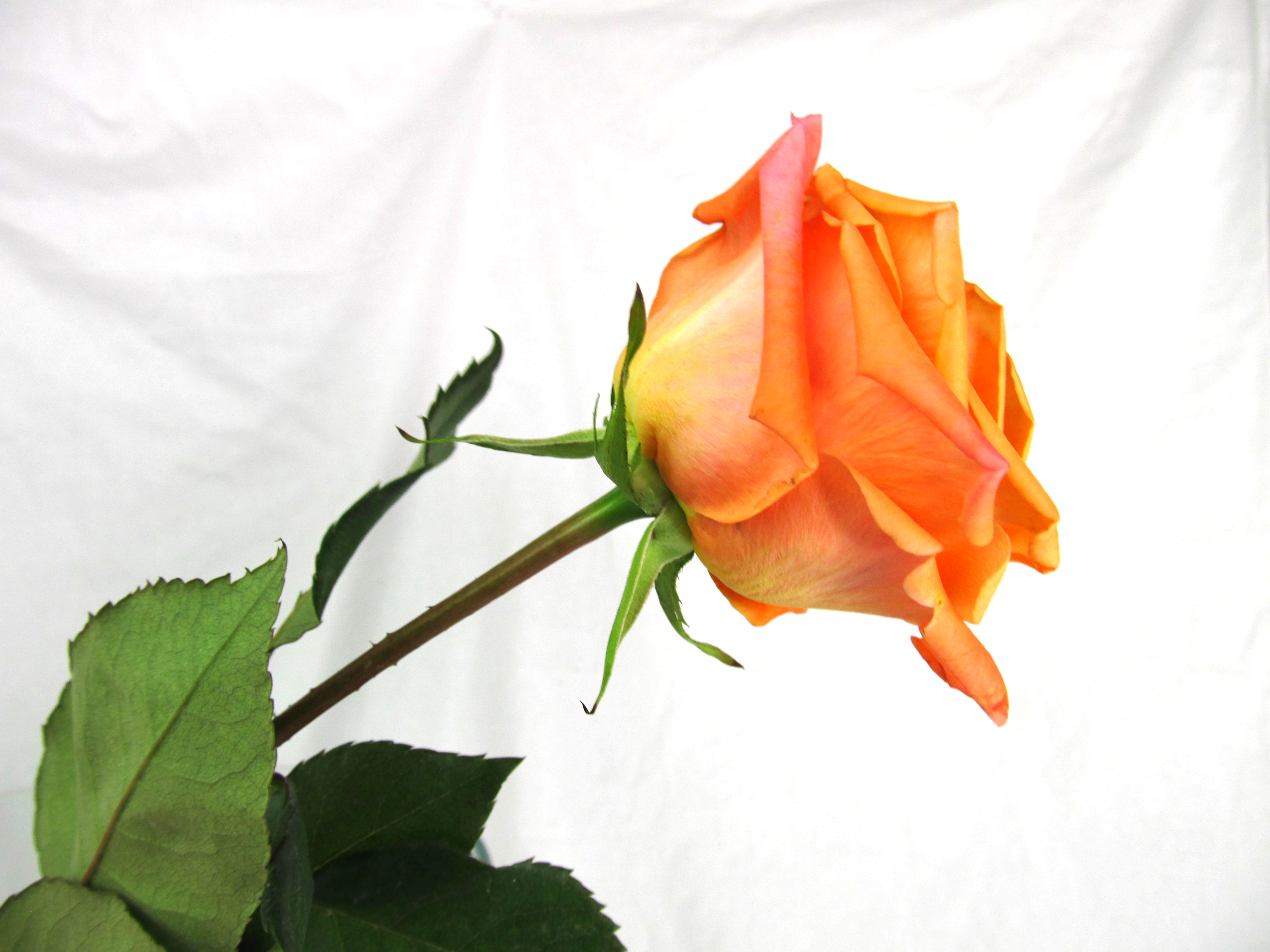 Orange Unique Rose