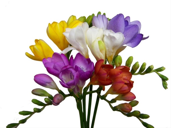 Assorted Freesia  Freesia  Flowers and Fillers  Flowers by category 