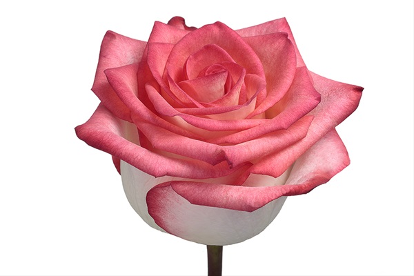 Villano Absolutamente extraer Rose Blush - Standard Rose - Roses - Flowers by category | Sierra Flower  Finder