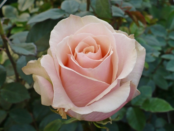 Trust - Standard Rose - Roses - Flowers by category | Sierra Flower Finder