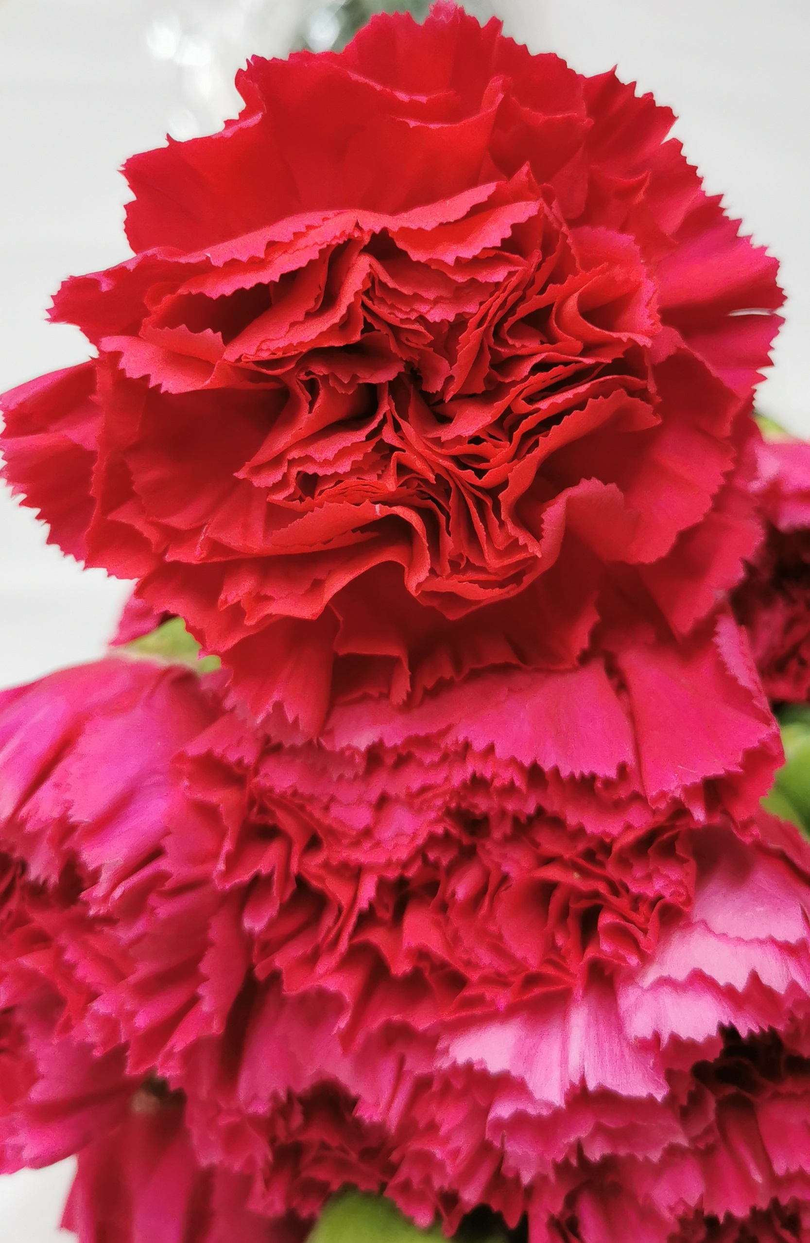 Carnation - Hot Pink