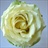 send roses online rush limbo