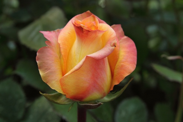 Latin Beauty Roses 88