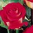Latin Lady - Standard Rose - Roses - Flowers by category | Sierra