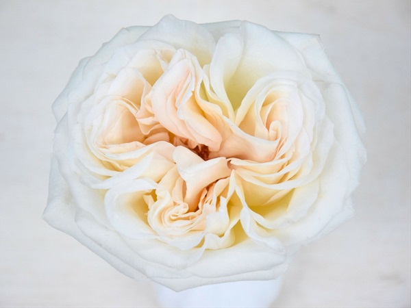 Garden Rose White O Hara Garden Rose Roses Flowers By Category Sierra Flower Finder