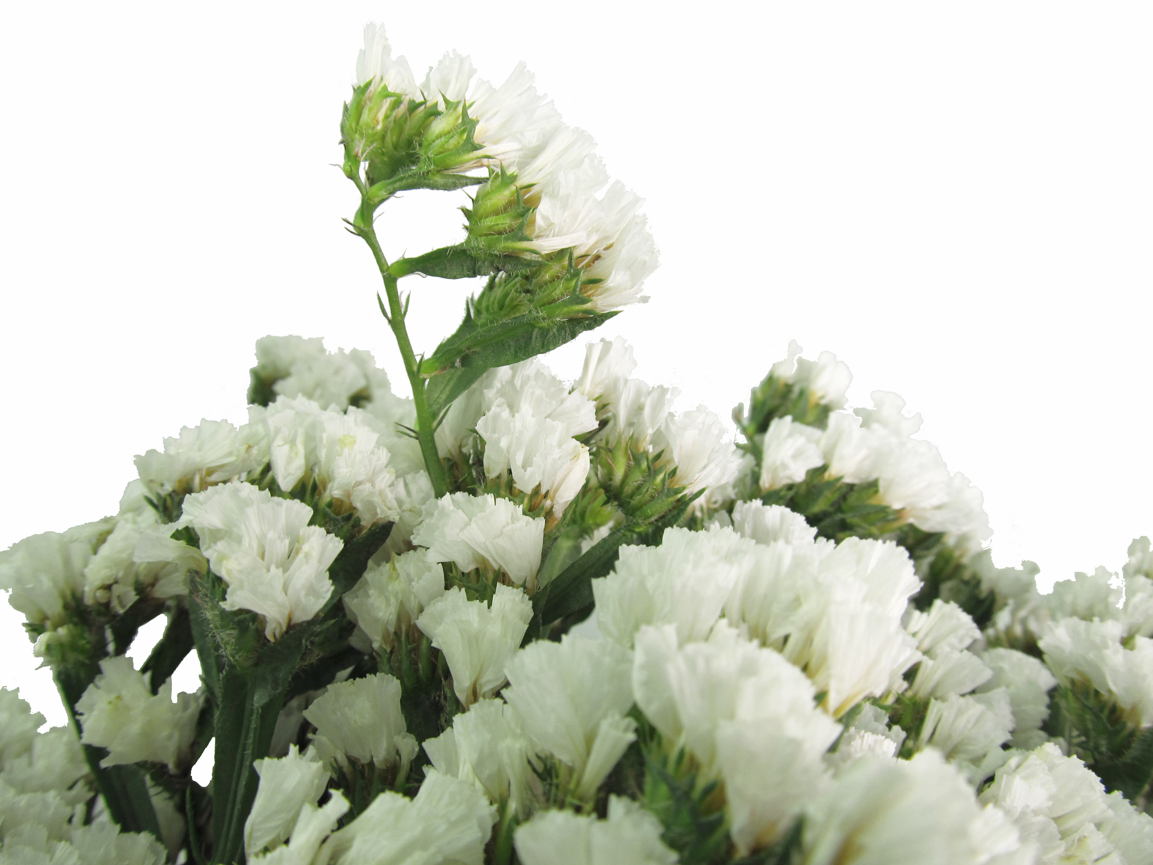 White Dried Statice,white Dried Flowers Bouquet, Pastel White