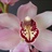 Shogun - Cymbidium - Orchids - Flowers by category | Sierra Flower Finder