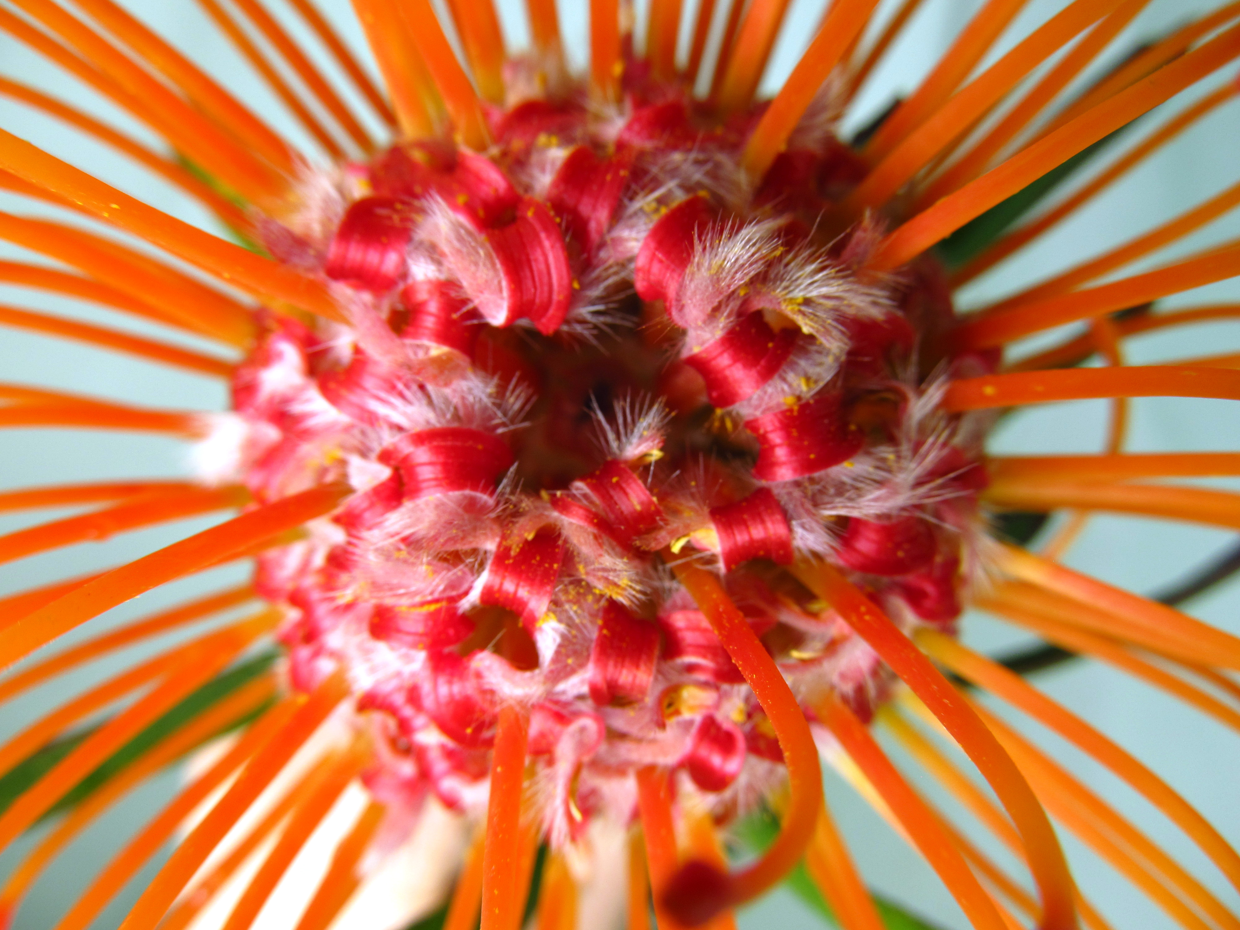 Pincushion Sunrise - Pincushion - Proteas and Leucadendrons - Flowers by  category