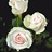 Bridal Akito - Standard Rose - Roses - Flowers by category | Sierra