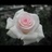 Bridal Akito - Standard Rose - Roses - Flowers by category | Sierra