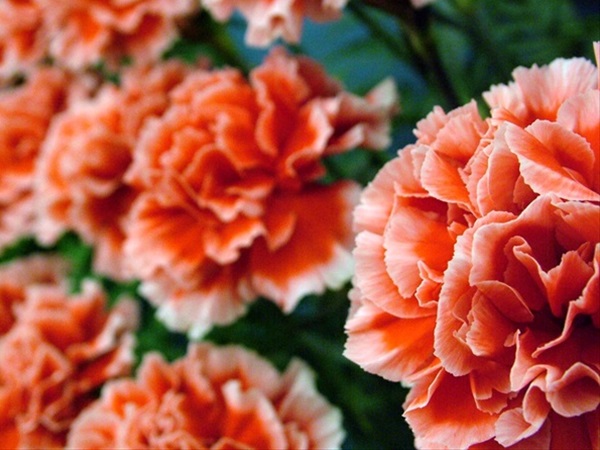 Carnation Piet - Standard Carnation - Carnations - Flowers by category