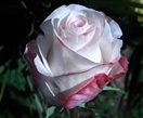 Rose Bridal Akito - Standard Rose - Roses - Flowers by category