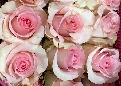 Rose Nena - Standard Rose - Roses - Flowers by category