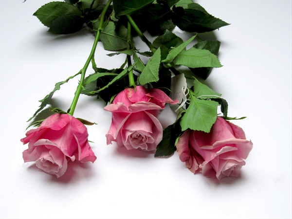 Rose Oops - Standard Rose - Roses - Flowers by category | Sierra 