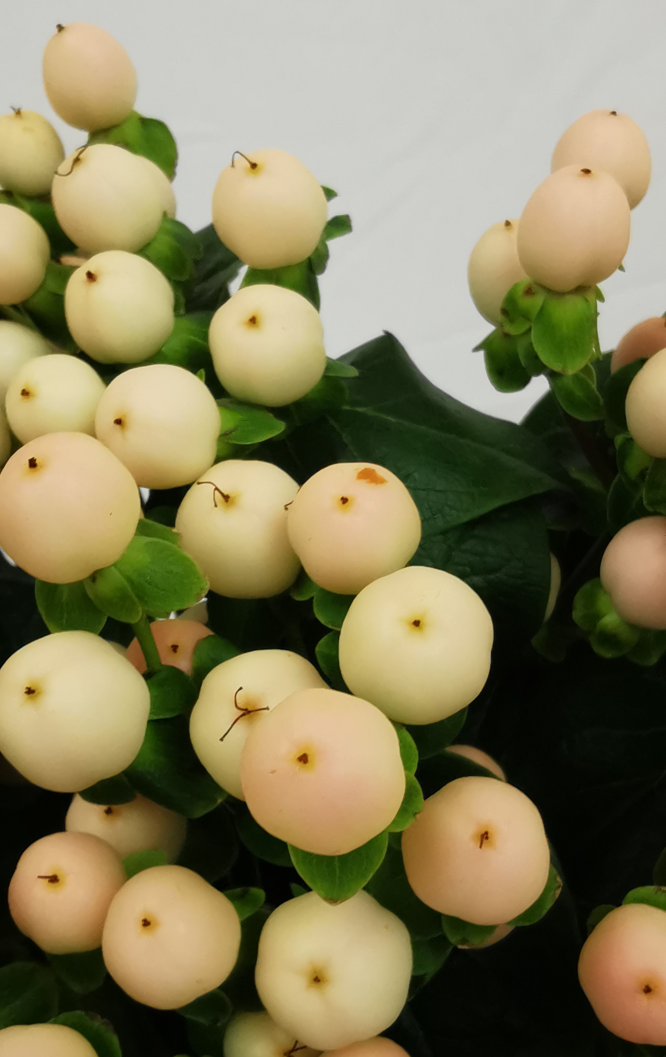 White Hypericum Berries