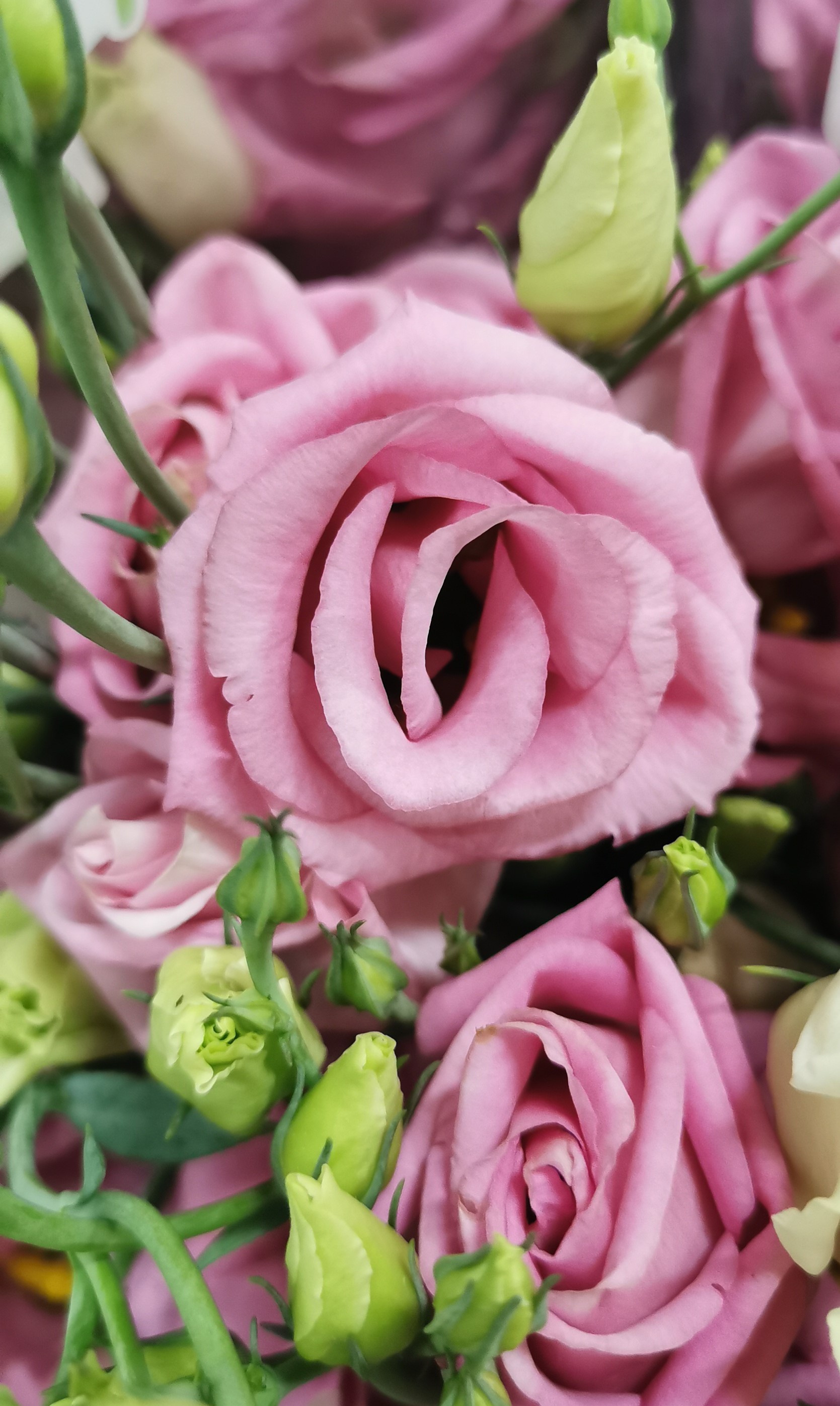 Pink Chiffon Lisianthus, Flowers, Certified B Corp