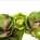 Brassica Asst