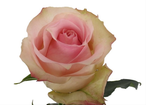 Rose Girlfriend - Standard Rose - Roses 