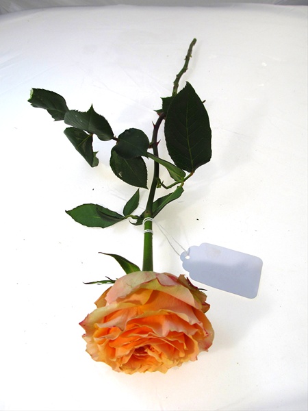 Peach Garden Roses - Carpe Diem