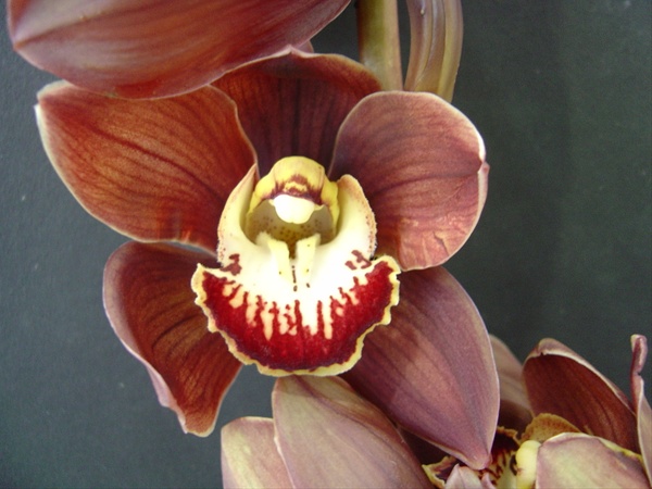 Cymbid Chocolate Chippolatta Cymbidium Orchids Flowers By Category Sierra Flower Finder