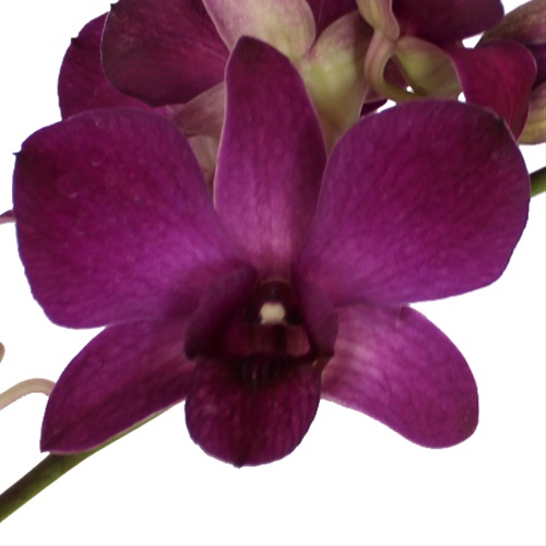 dark orchid album