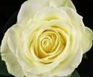 Creme de la Creme Rose variety Ivory - EbloomsDirect