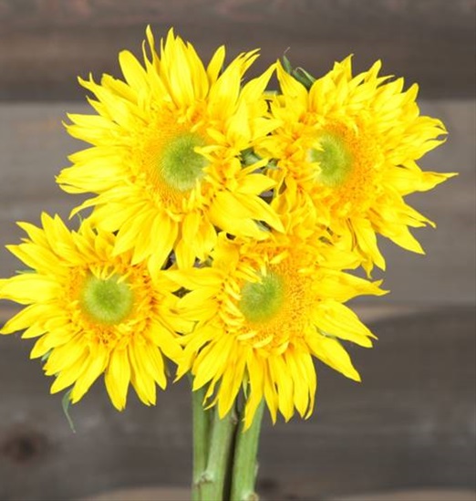 Sunflower Greenburst Sunflowers Flowers and Fillers Flowers by