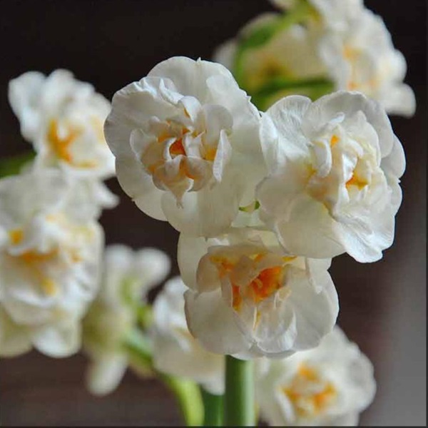 Daffodil Bridal Crown Narcissus Flowers and Fillers Flowers by