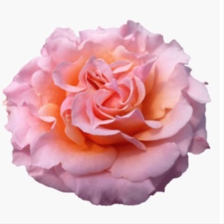 Peach Garden Rose mayra's peach - garden rose - roses - flowerscategory | sierra Peach Garden Rose mayra's peach - garden rose - roses - flowerscategory | sierra
