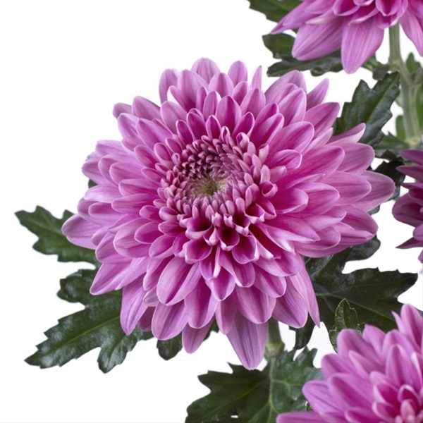 Chrys Disbud Desna Pink Disbuds/Mums Chrysanthemum Flowers by